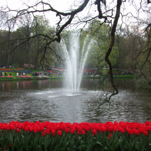 As tulipas saltitantes