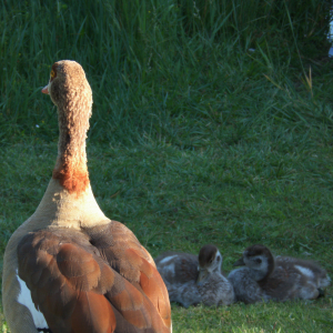 Fundo falso ou verdadeiro?